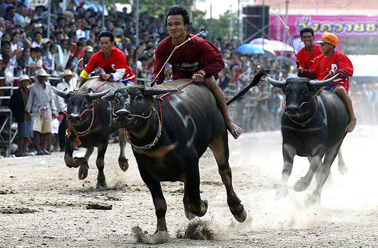 Le hoi dua trau o Thai Lan qua anh